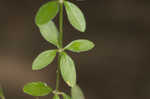 Hairy bedstraw